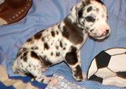 Black and White Great Dane puppies for sale